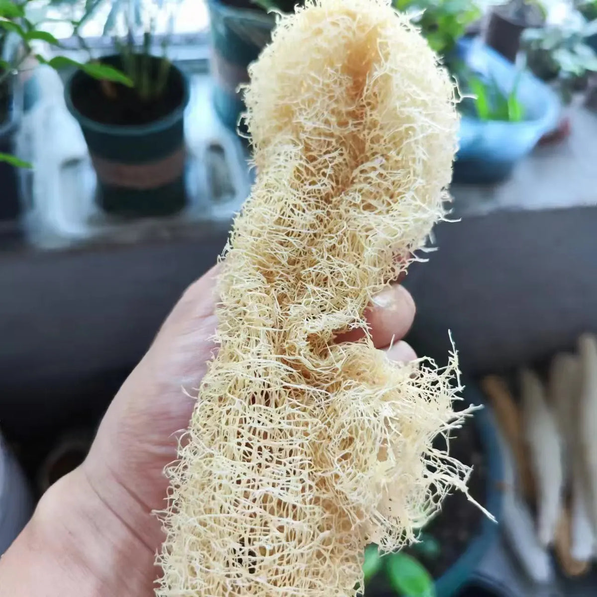 Éponge loofah naturelle, corps et spa
